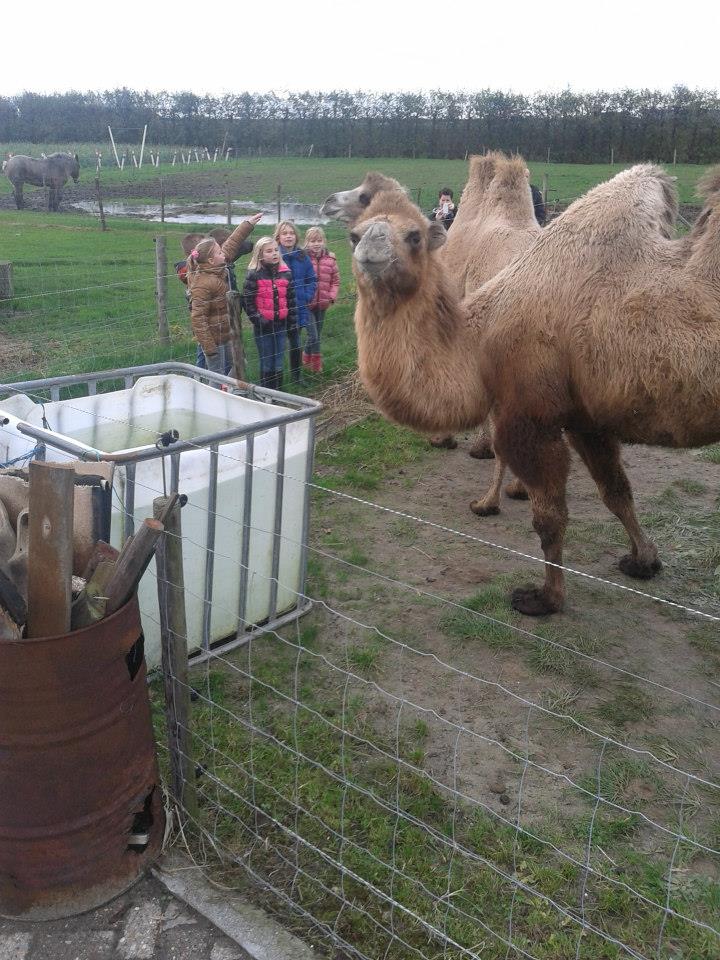 kamelen bezoeken door feestje Romy 23 nov